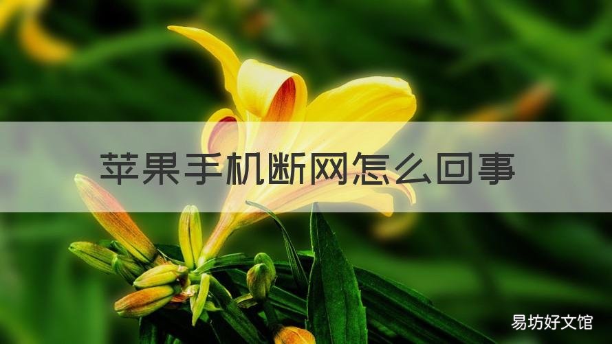 苹果手机断网怎么回事 苹果手机老断网怎么回事