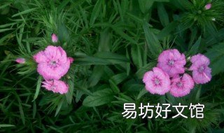 石竹花的繁殖方法 石竹花怎样繁殖