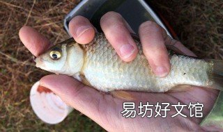 用螺丝肉钓鱼能钓到什么鱼 螺丝肉可以钓鱼吗