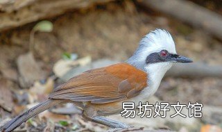白冠噪鹛饲养方法 怎么饲养野生白颊噪鹛