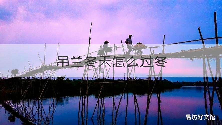 吊兰冬天怎么过冬 吊兰冬天怎么养