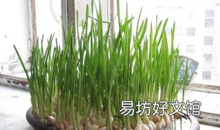 水养蒜苗的方法 在水里养蒜苗操作过程?