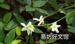 彩叶络石怎么养 花叶络石怎么养