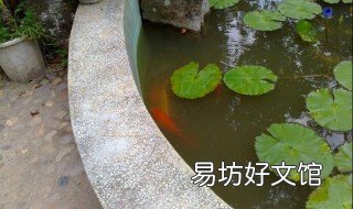 院子里怎么自建鱼池 自己家院子里建个小鱼池好吗