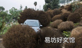 风滚草怎么吃 风滚草吃起来是什么味道