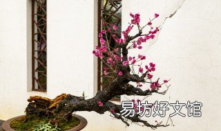 腊梅盆栽如何修剪 腊梅盆栽如何修剪造型