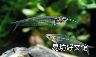 玻璃猫鱼怎么养 玻璃猫鱼怎么养殖