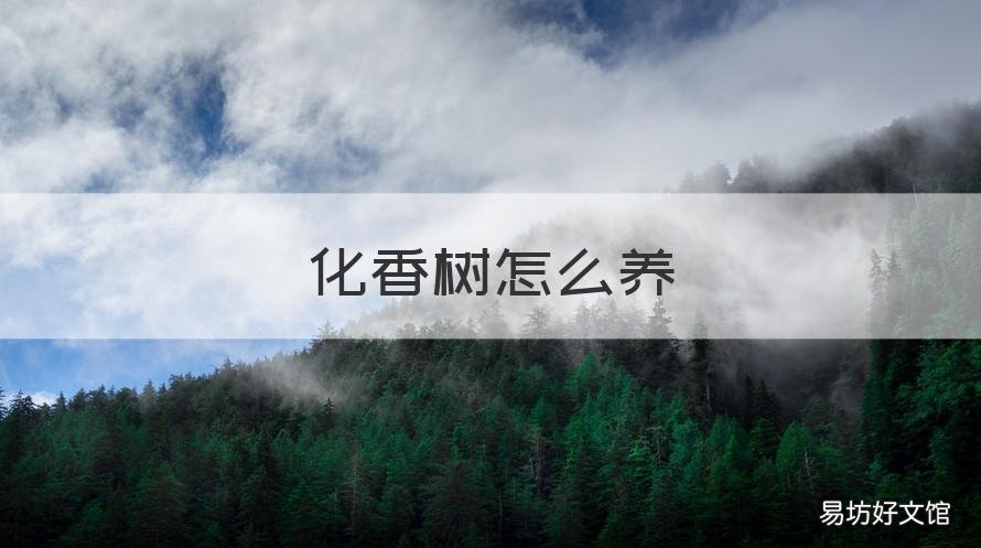 化香树怎么养 香树怎么栽种