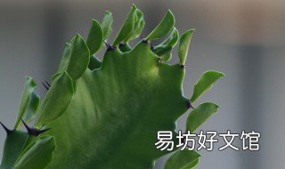 风水学家里适合养什么植物 风水学家里适合养什么植物呢