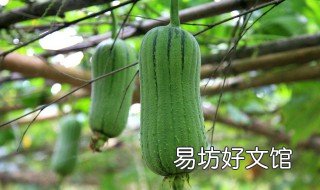 多长时间吃一次丝瓜 丝瓜时间长了能吃吗