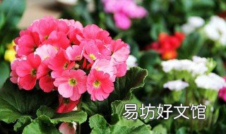 春节家里放什么鲜花 春节家里放什么鲜花比较好