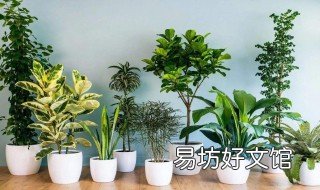 室内适合养殖什么 室内适合养殖什么植物