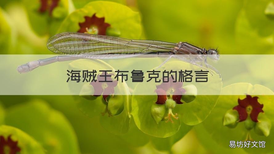 海贼王布鲁克的格言 海贼王希鲁鲁克名言