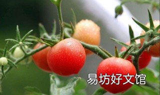 水果核盆栽种植方法 水果核盆栽种植方法视频