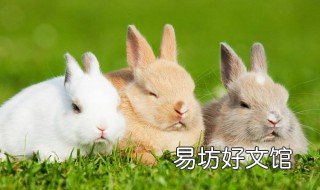 兔子打洞是什么现象