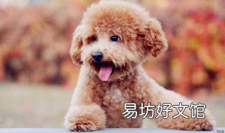 小泰迪怎么养 小泰迪怎么养比较好
