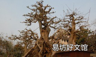 對節(jié)白蠟怎么修剪 對節(jié)白蠟怎么修剪出雞爪