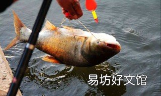 钓鲢鳙用什么腥味的好 钓鲢鳙用什么腥味的好用