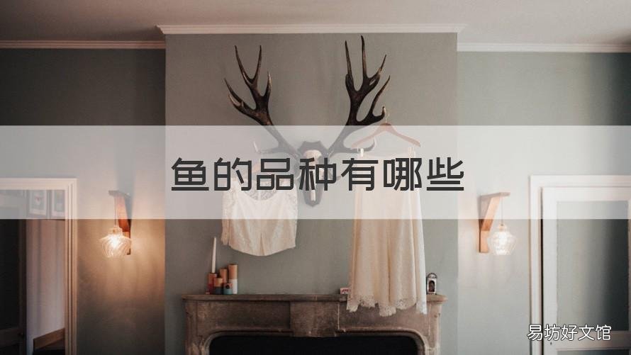 鱼的品种有哪些 热带鱼的品种有哪些