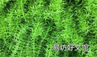 龙须草的功效与作用 龙须草的功效与作用草