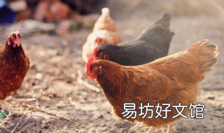 新手养鸡技术基础 养鸡教程入门基础知识