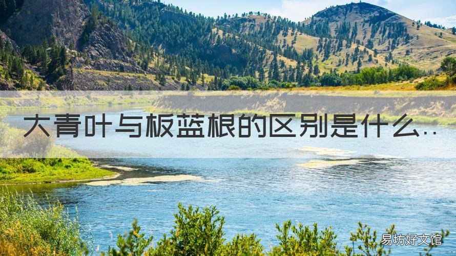 大青叶与板蓝根的区别是什么 大青叶是板蓝根的叶吗