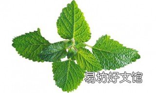金钱薄荷草功效 金钱薄荷的功效