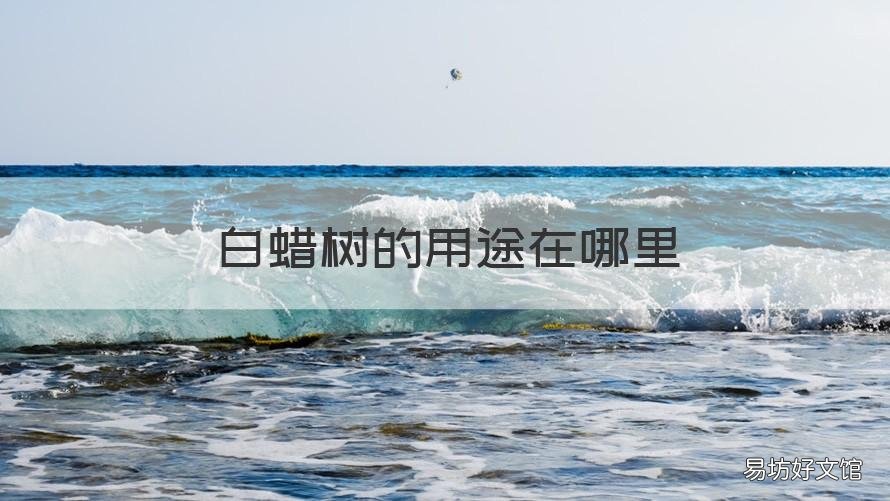 白蜡树的用途在哪里 白蜡树有啥用