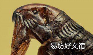 去跳蚤最简单的方法 怎样去除跳蚤的有效方法
