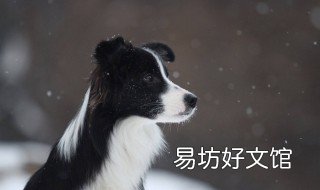 如何挑选边境牧羊犬 什么样的边境牧羊犬最正宗