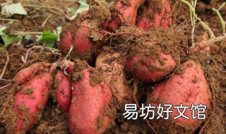 红苕的作用和功效 红苕的作用和功效一