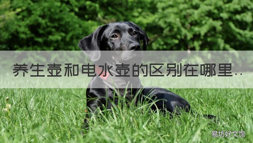 養(yǎng)生壺和電水壺的區(qū)別在哪里 養(yǎng)生壺 電水壺 區(qū)別