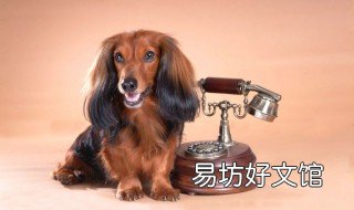 狗指甲长到肉里去怎么办 狗指甲太长长到肉里了