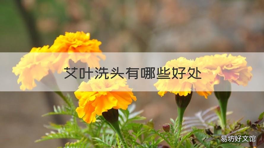 艾叶洗头有哪些好处 艾叶洗头有哪些好处和功效