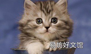 貓咪咬人代表什么 貓咪咬人代表什么預(yù)兆
