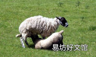 母羊不认羔羊怎么办 母羊不认羔羊怎么办呀