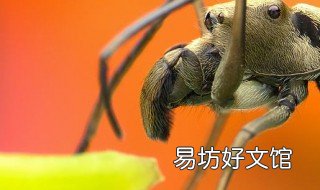 蚂蚁和蝉的寓意 蚂蚁和蝉的寓意是什么