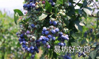 蓝莓怎么浇水 蓝莓怎么浇水最好