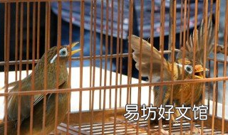 仰頭鳥怎么校正 鳥仰頭怎么辦