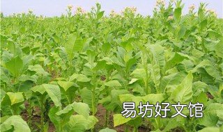 种植烟草什么品种好 烟叶的种植哪里最多