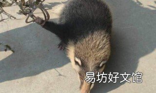 獾猪是几级保护动物 獾猪是几级保护动物图片