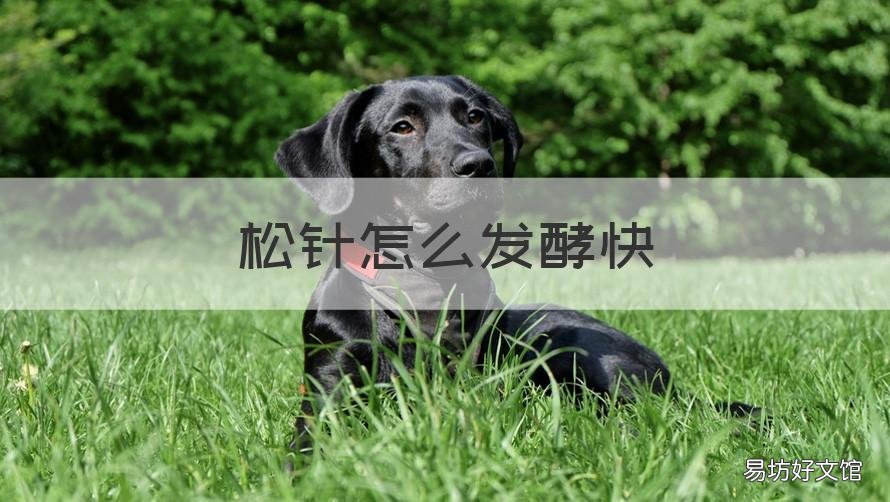 松针怎么发酵快 怎么快速发酵松针