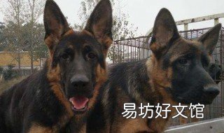 如何训练德牧幼犬 怎么训练德牧犬