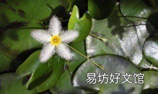 一叶莲花谢了如何办 一叶莲花谢了怎么办