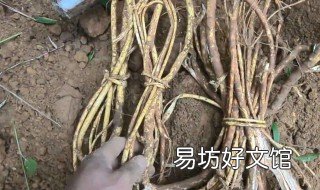 五指毛桃根的功效与作用 五指毛桃根的功效与作用百度百科