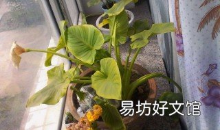 滴水观音黄叶怎么办 滴水观音有黄叶片怎么回事儿?