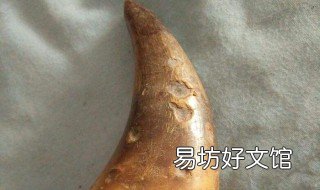 新鲜牛角怎么处理不裂 牛角有裂痕怎么处理