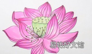 怎么画荷花 怎么画荷花池简单又好看