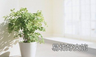 封闭阳台能养什么盆景 封闭阳台能养什么盆景植物