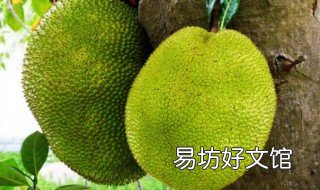 波萝密有什么功效 波萝密有什么好处